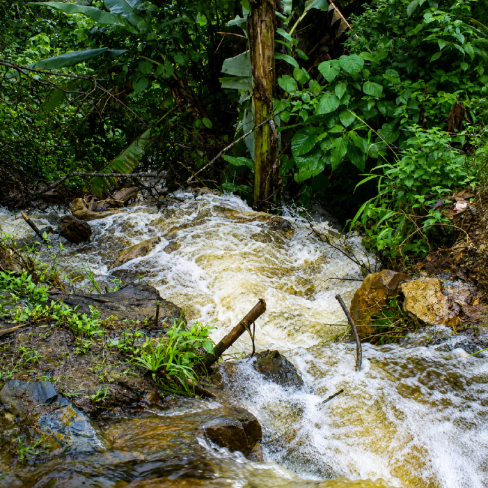 COROICO 2.1-02.jpg