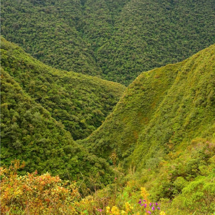 COROICO 2.1-07.jpg